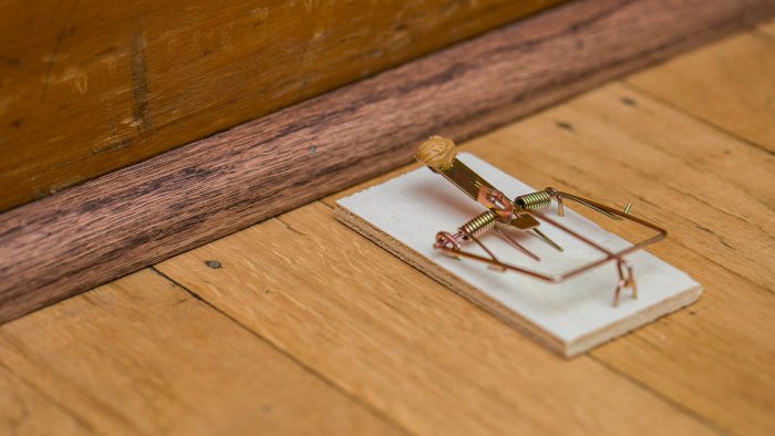 Mouse trap placed perpendicular to baseboard, lightly baited with peanut butter